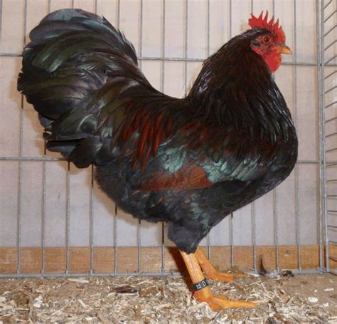 Detail einer marokkanischen moschee in. Kleintierzucht Chrisam