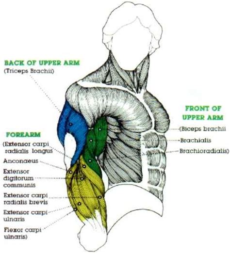 Learn the muscles of the arm with free quizzes, diagrams and worksheets. 17 Best images about muscle_arm on Pinterest | Muscle ...