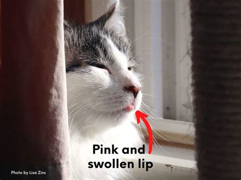 Cat Swollen Bottom Lip Causes Lizzie Swartz