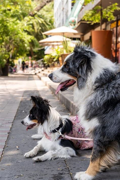 Two Dogs Together Happy Border Collie On The Street Watching People