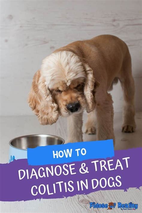 Most of the symptoms are from skin reactions to behavioral problems to gastrointestinal. How To Easily Diagnose and Treat Colitis In Dogs # ...