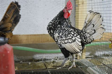 sebright chicken what to know before buying one