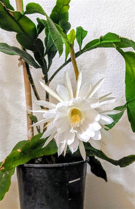 My Night Blooming Cereus Just Bloomed For The First Time Ever When I
