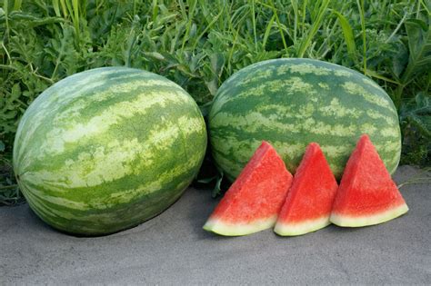 Kingman Watermelon (Primed) | Seedway