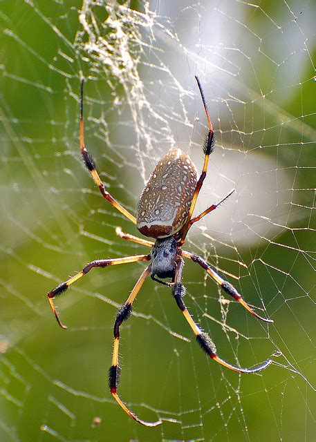 Brown Widow Spider From Florida Pic 1 Biological Science Picture