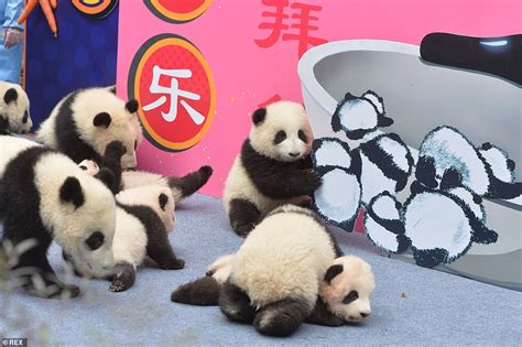 Nine Adorable Panda Cubs Make Their Debut At A Chinese
