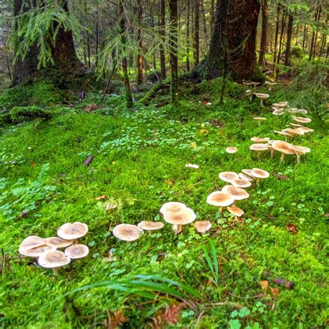 Magical Fairy Rings The Science And Folklore Mushroom Appreciation