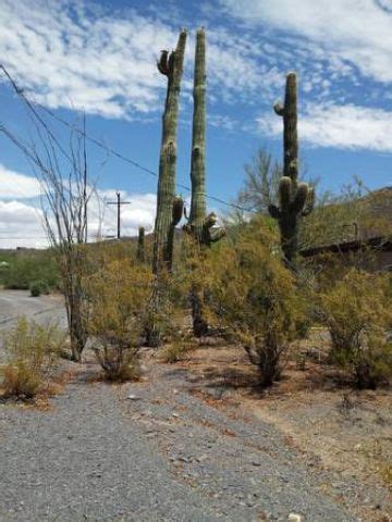 We understand the difficulties of removing cactus from your commercial or residential property. SAGUARO CACTUS REMOVAL - APACHE JUNCTION AZ 85220 85218 ...