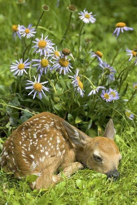 Baby Deer Sleeping Sleepy Animals Animals And Pets Wild Animals Wild