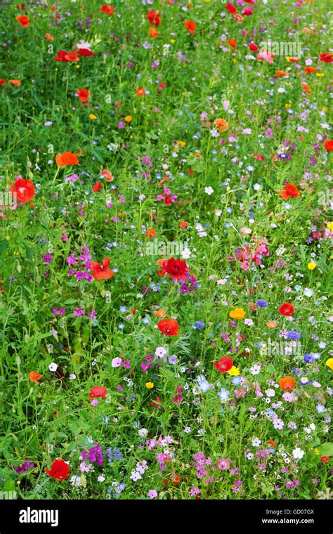 Wildflower Meadow In Bloom Stock Photo Alamy