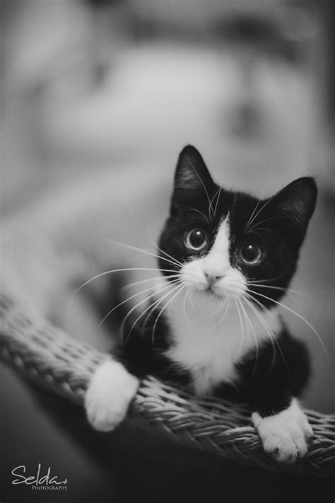40 Attractive Black And White Cat Pictures