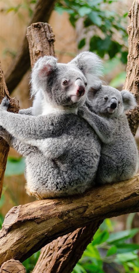 A Cute Koala Baby Holding On To Mother About Wild Animals