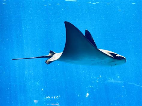 New Study Reveals More About Where Giant Manta Rays Go And Why Sea