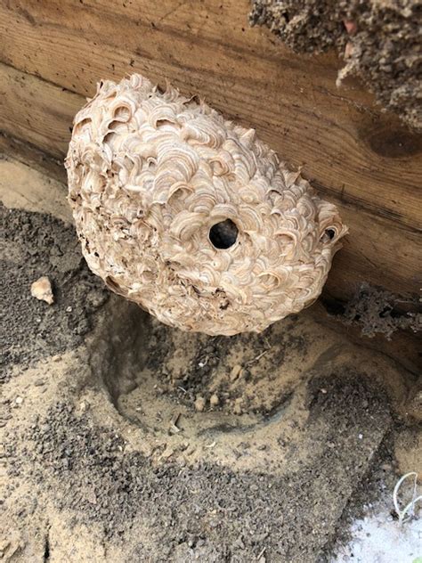 wasp nest removal hatfield wasp nest treatment