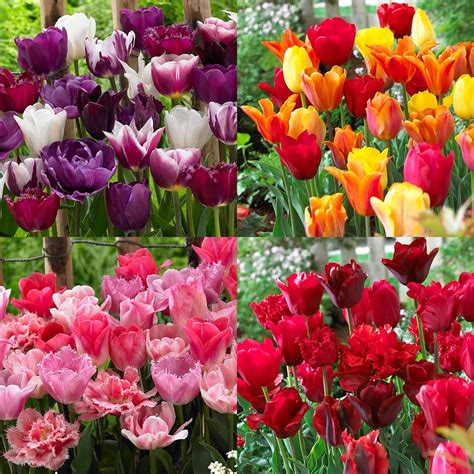 Buy Tulip Blend Collection J Parkers Dutch Bulbs
