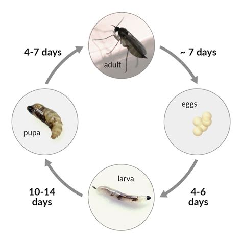 Illustrated Life Cycle Of Gnats Could Help Others Pests R