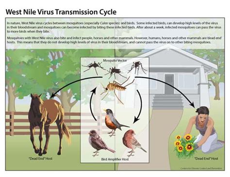 The influenza incubation period is 1 to 4 days (on average 2). Transmission | West Nile Virus | CDC