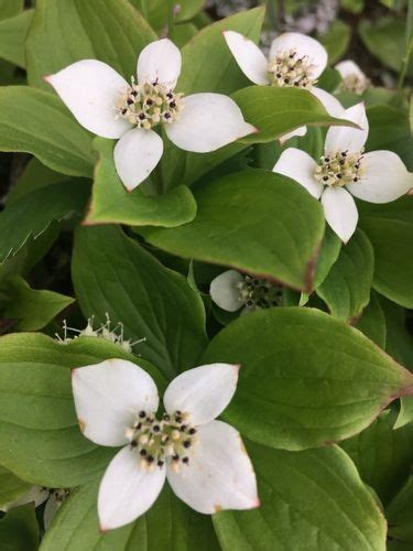 Canadian bunchberry (Flowers of the White Mountains, NH) · iNaturalist ...