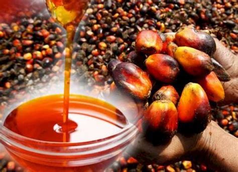Hope For Nigeria Nigeria Spends 500m Annually Importing Palm Oil