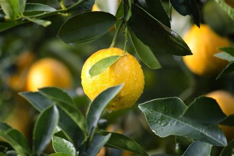 Check spelling or type a new query. Lemon Tree Care 101: Everything You Need to Know