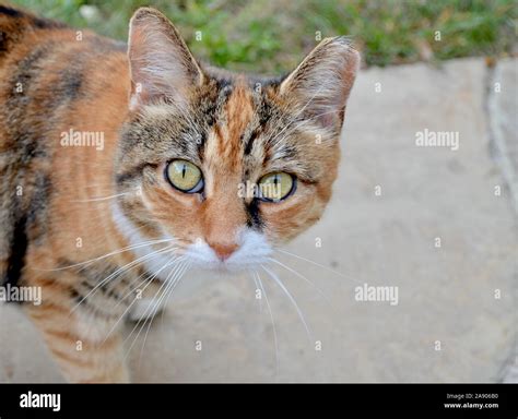 Cat With Clipped Ear Hi Res Stock Photography And Images Alamy