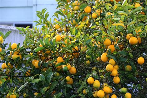 How Often To Feed Meyer Lemon Tree