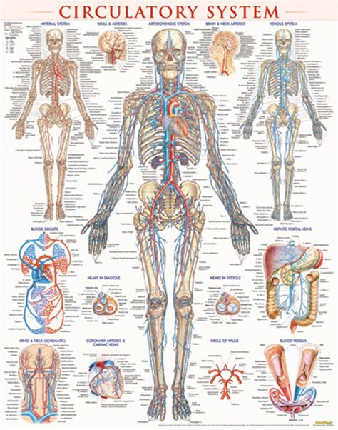 Circulatory System Anatomy Chart Poster Laminated Circulatory The