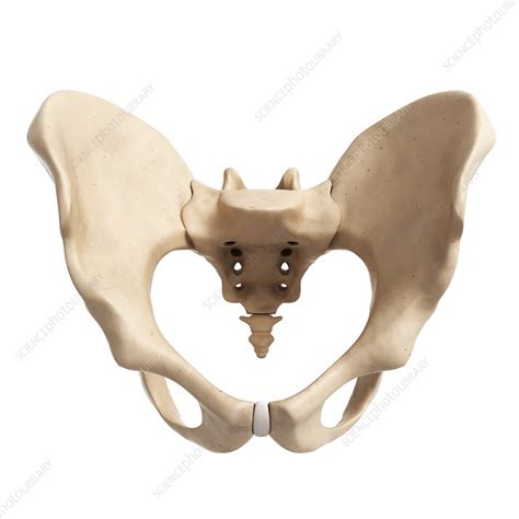 Human Hip Bone Artwork Stock Image F0096672 Science Photo Library