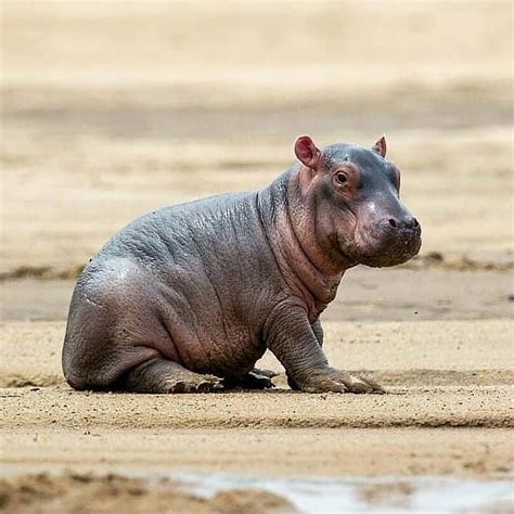 Aawh A Baby Hippo Its Really Cute 📷amazing Picture By Willbl 🦁