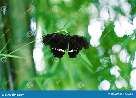 Black Butterflies With Stretched Black Wings Stock Image Image Of