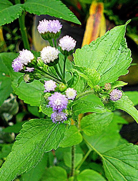 Check spelling or type a new query. Hobi Belek Bunga Rumput - Koleksi 1 - Relaks Minda