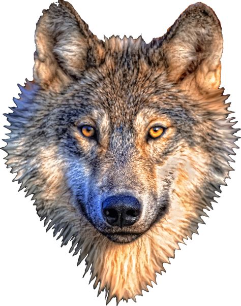 Png Wolf Head Transparent Wolf Head Png Images Pluspng 6210 The Best