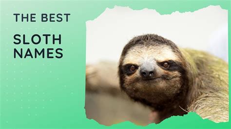 45 Best Sloth Names For Your Laid Back Friend 🦥 Youtube