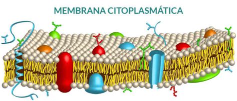 Membrana Citoplasmática Estructura Función Primaria Citoplasma Y