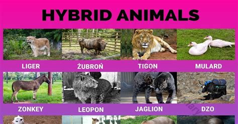 Hybrid Animals 24 Wonderful Hybrid Animals That Actually Exist