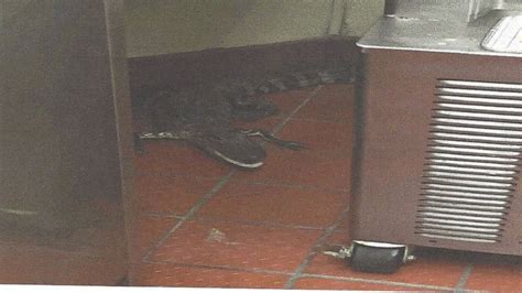 Florida Man Arrested For Allegedly Tossing Alligator Into Wendys Drive