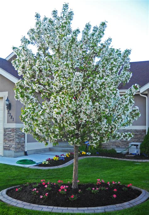 Spring Snow Crabapple — Affordable Trees