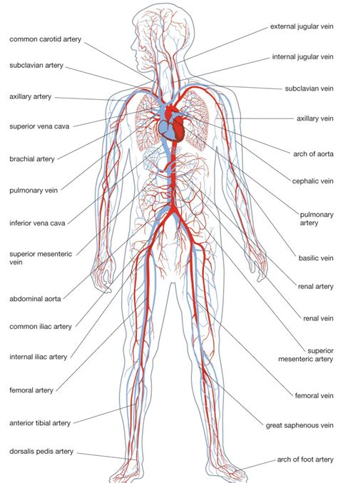 What Are The Parts Of The Vascular System Design Talk