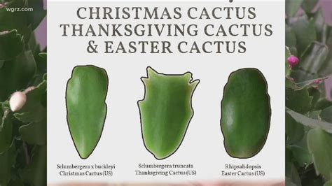 2 The Garden Different Types Of Seasonal Cactus Plants