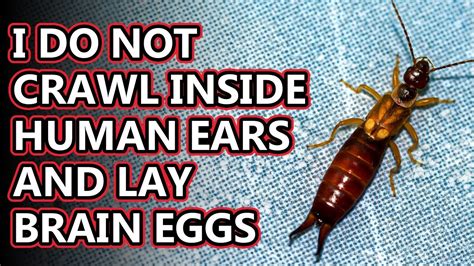 Earwig Facts Will They Crawl In Your Ears Animal Fact Files Youtube