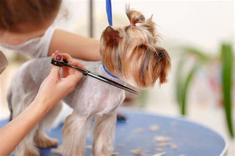 Dee's Dog Salon | Animal Groomer | La Crosse, WI