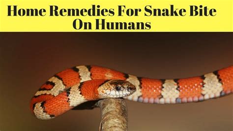 Snake Bite First Aid Home Remedy And Natural Treatments