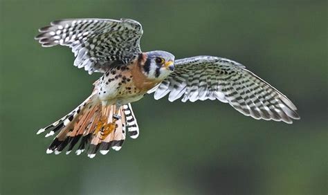 Posts About Bird Of Prey On We Named The Dog Indiana American Kestrel
