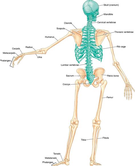 Human Skeletal System Anatomy Anterior And Posterior Educational