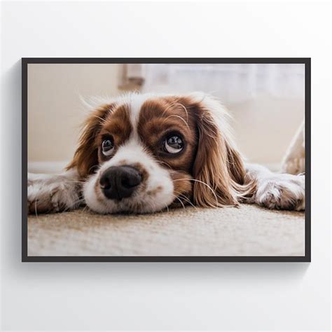 Cute Little Puppy Poster Dog Print Dog Poster Sad Puppy Etsy