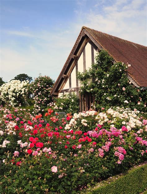 Discover david austin roses here. David Austin Rose Garden: English Rose Perfume Perfection ...