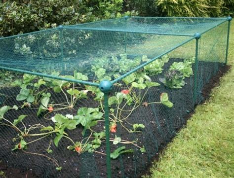 We will discuss this below. Brassica Veg Protection Cage | 7mm Butterfly Netting | 2 ...
