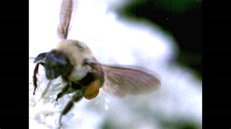 Bee In Flight With Pollen In Slow Motion Youtube