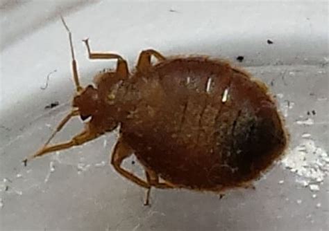 Bed Bugs In Bathroom Pest Control Canada