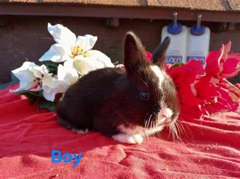 American Fuzzy Lop Rabbits For Sale Baltimore Md 344273